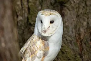 Kent: Barn Owl