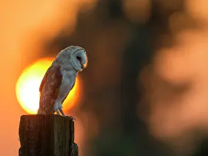 Tytonidae: Barn Owl