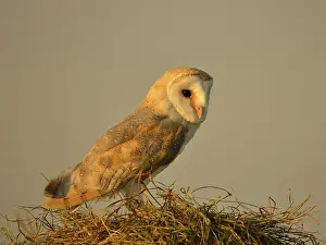 Tytonidae: Barn Owl