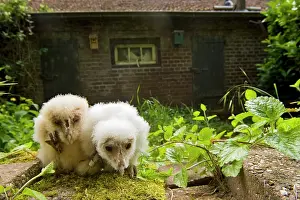Owlet: Barn Owl