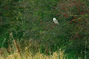 Hedgerow: Barn Owl