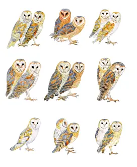 Guttata: Barn Owl