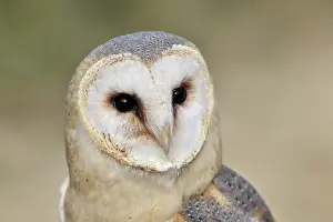 Duinen: Barn Owl