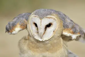 Duinen: Barn Owl