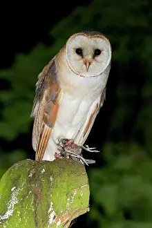 Jackdaw: Barn Owl