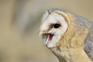 Duinen: Barn Owl