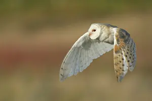 Leicestershire: Barn Owl