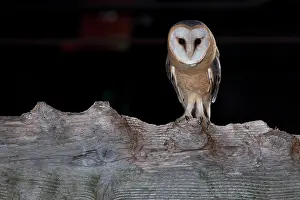 Tyto: Barn Owl