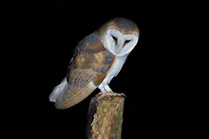 Tyto: Barn Owl