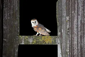 Tyto: Barn Owl