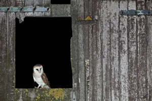 Window: Barn Owl