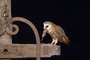 Alba: Barn Owl