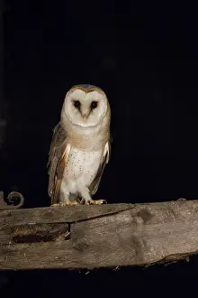 Alba: Barn Owl