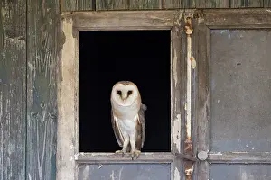 Window: Barn Owl