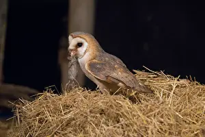 Alba: Barn Owl