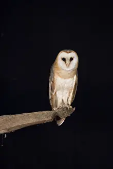 Alba: Barn Owl