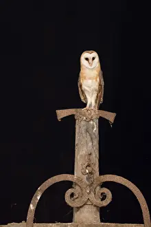 Alba: Barn Owl