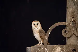 Alba: Barn Owl