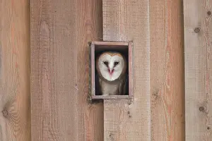 Alba: Barn Owl