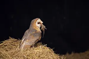 Alba: Barn Owl