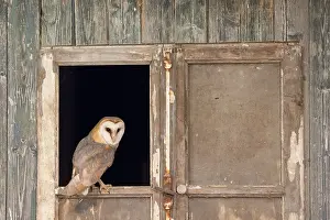 Window: Barn Owl