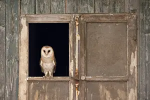 Window: Barn Owl