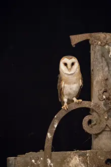 Alba: Barn Owl