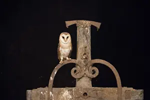 Alba: Barn Owl