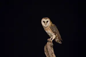 Alba: Barn Owl