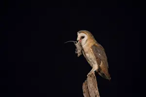 Alba: Barn Owl