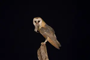 Alba: Barn Owl