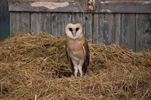 Alba: Barn Owl