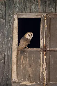 Window: Barn Owl