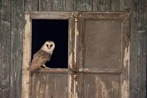 Window: Barn Owl