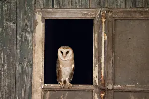 Window: Barn Owl
