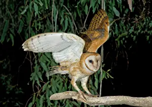 Alighting: Barn Owl Alights