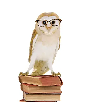 Wise: Barn Owl - with books - wearing glasses