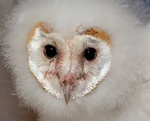 Nestling: Barn Owl - chick / nestling