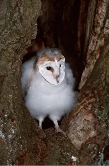 Chris Knights: BARN OWL - chick in tree hollow