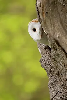 Hidden: Barn Owl, common barn owls (Tyto alba), Owls, Animals