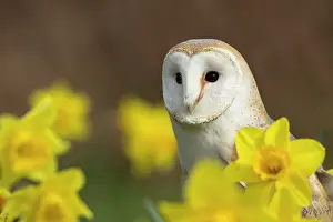 Daffodils: Barn Owl - Cornwall - UK