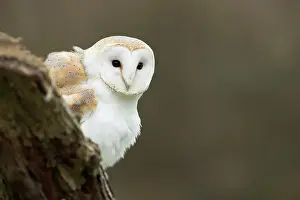 300817: Barn Owl - Cornwall - UK