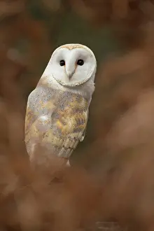 300817: Barn Owl - Cornwall - UK