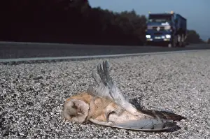 Roadkill: BARN OWL - dead in the middle of the road, killed by traffic
