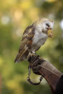 Tamed: Barn Owl eating a chicken on a leather glove