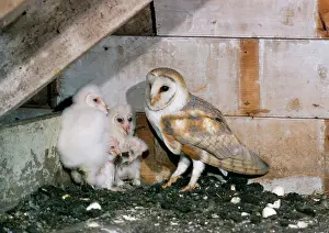 Crepuscular: Barn Owl - Female Adult with young