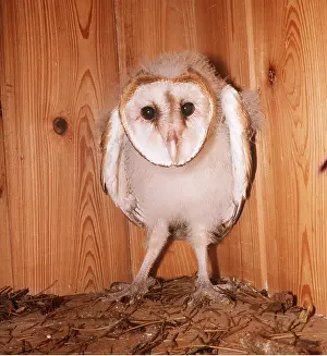 Donna Dickson: BARN OWL - fledgling, 40 days old in nest box