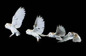 Lapse: Barn OWL - in flight