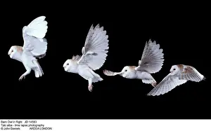 Lapse: Barn OWL - in flight