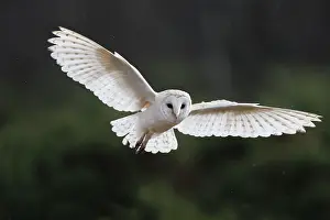 Alba: Barn Owl - in flight
